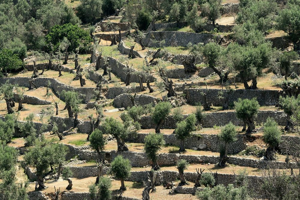 Αγροτεμάχια ελαιώνα σε πεζούλες